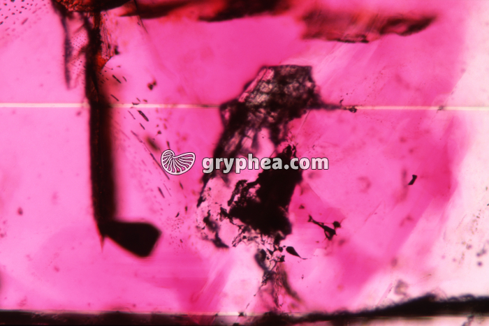 Inclusions émeraude LPA x40 - gryphea.org